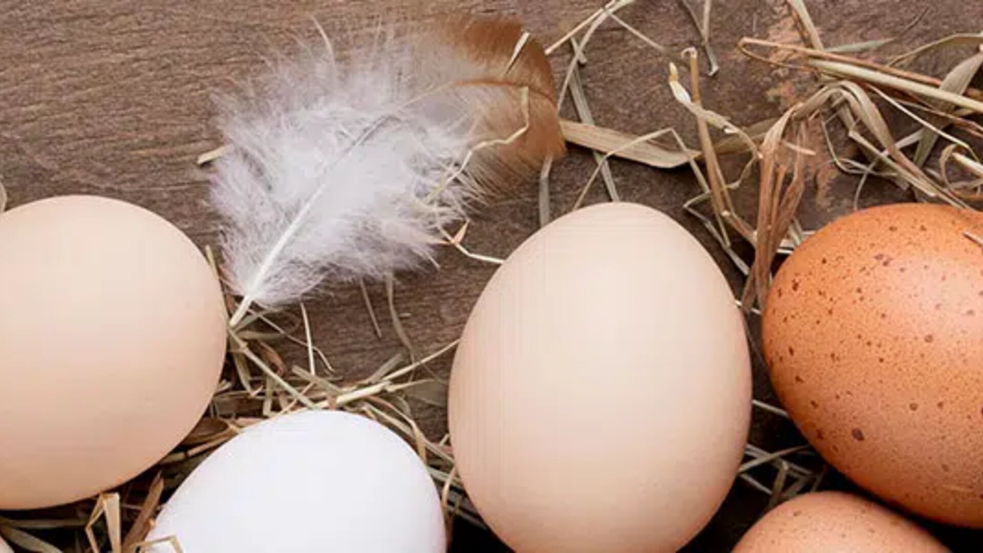 different colored eggs resting on straw with a feather