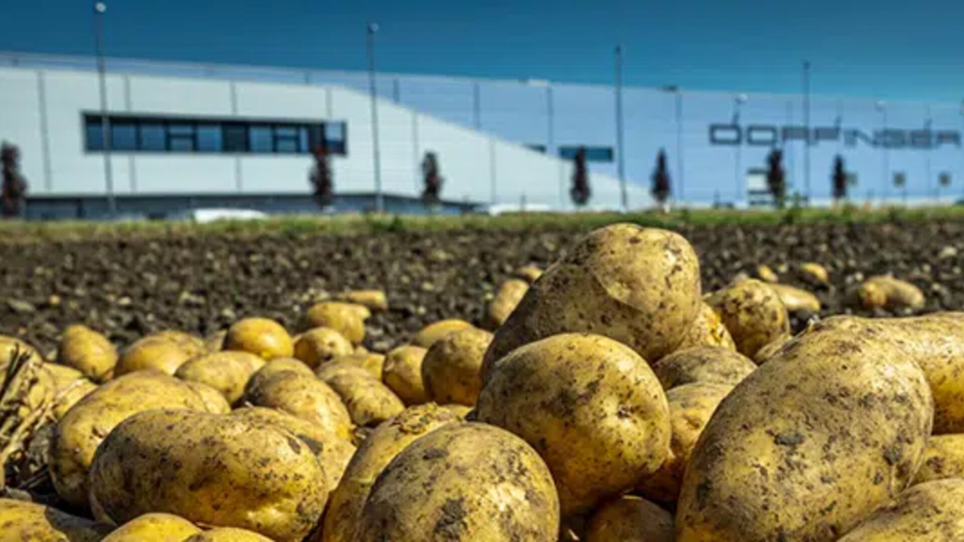 Potatoes on the field 