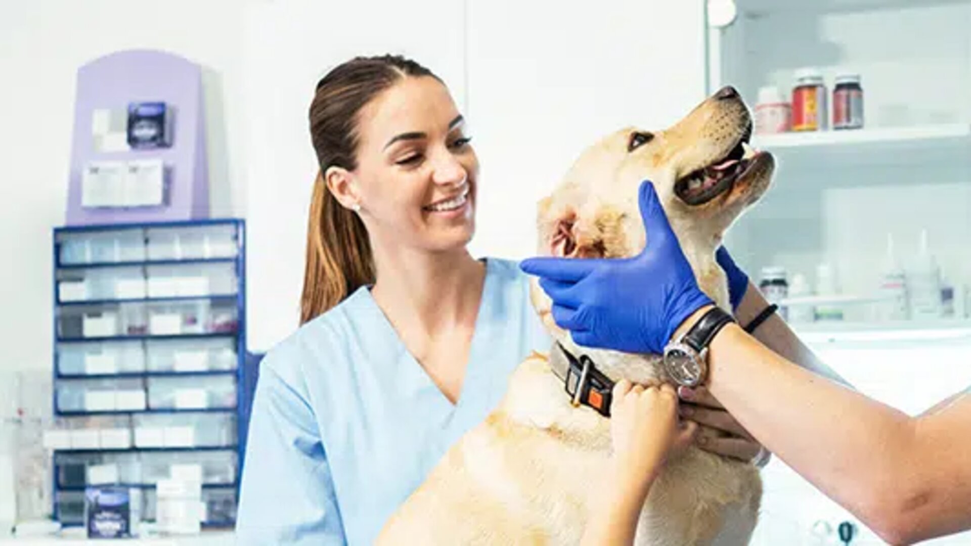 Veterinary practice treats a dog - EDI Services for ARGE Tierarzneimittel