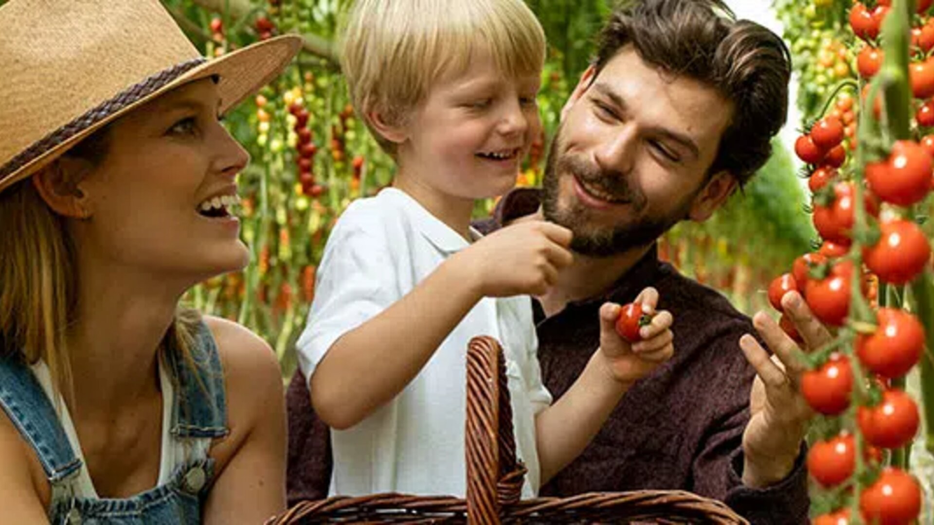 Familie erntet Tomaten