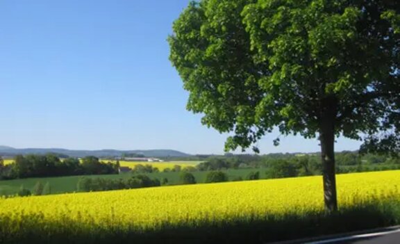 © AGROFERT, a.s. a field with flowers and a tree